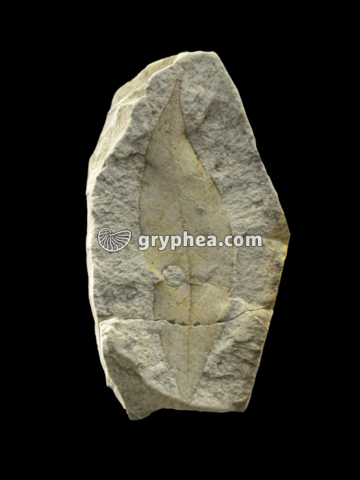 Feuille fossilisée de Persea princeps (Miocène supérieur, Cerdanya) - gryphea.org